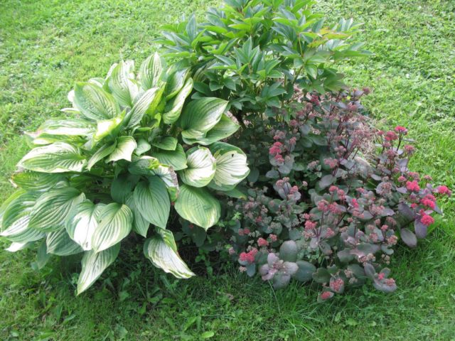 Hosta Siebold: Francis Williams, Funderbolt and other varieties with photos and descriptions