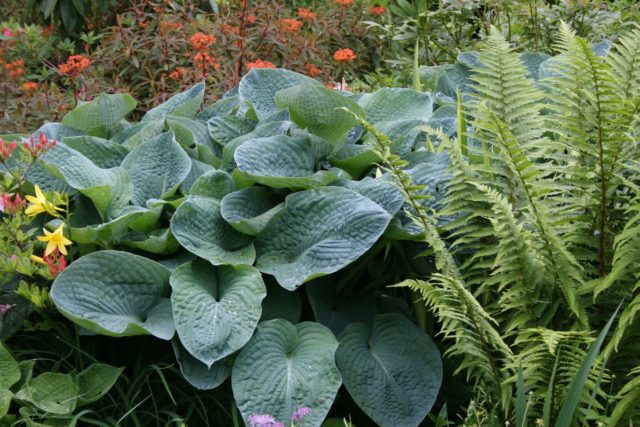 Hosta Siebold: Francis Williams, Funderbolt and other varieties with photos and descriptions