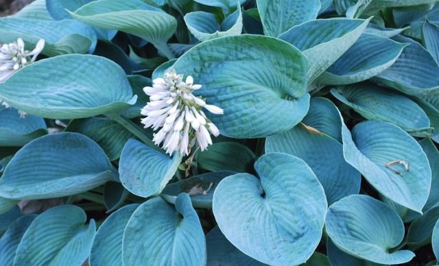 Hosta Siebold: Francis Williams, Funderbolt and other varieties with photos and descriptions