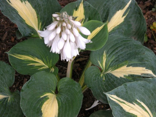 Hosta Siebold: Francis Williams, Funderbolt and other varieties with photos and descriptions