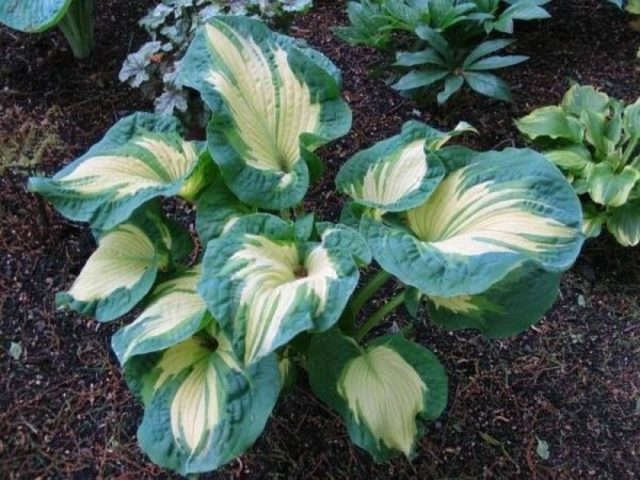 Hosta Siebold: Francis Williams, Funderbolt and other varieties with photos and descriptions