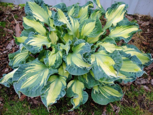 Hosta Siebold Golden Meadows: photo and description, reviews