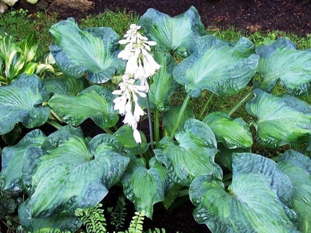 Hosta Siebold Golden Meadows: photo and description, reviews