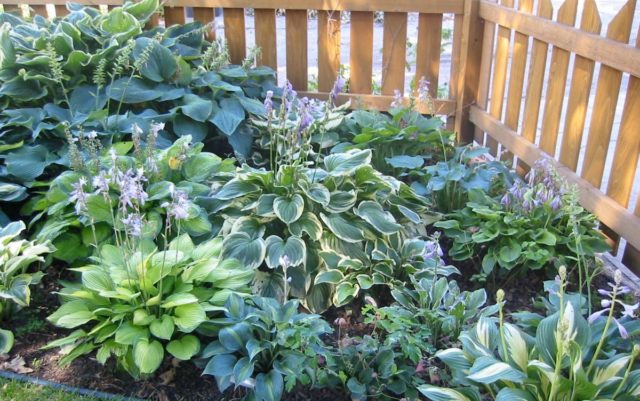 Hosta Siebold Golden Meadows: photo and description, reviews