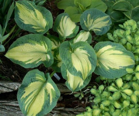 Hosta Siebold Golden Meadows: photo and description, reviews