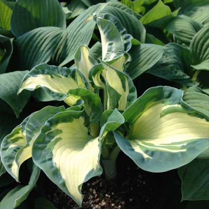 Hosta Siebold Golden Meadows: photo and description, reviews