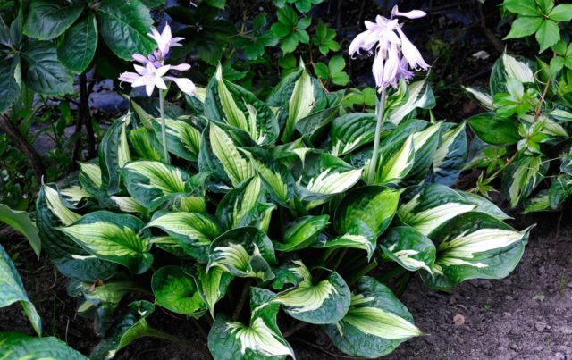 Hosta Siebold Golden Meadows: photo and description, reviews