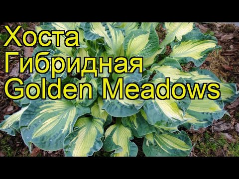 Hosta Siebold Golden Meadows: photo and description, reviews