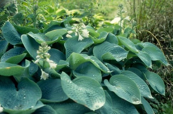 Hosta Sieboldiana Elegans: photo and description