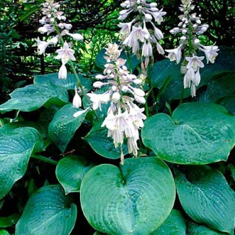 Hosta Sieboldiana Elegans: photo and description