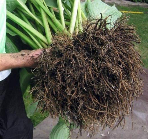 Hosta Sieboldiana Elegans: photo and description