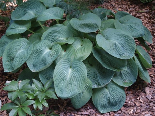 Hosta Sieboldiana Elegans: photo and description