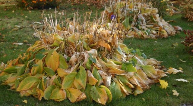 Hosta Sieboldiana Elegans: photo and description