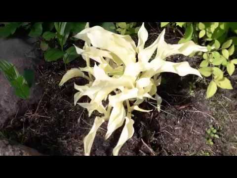 Hosta White Feather (White Feather): photo and description of the variety, reviews