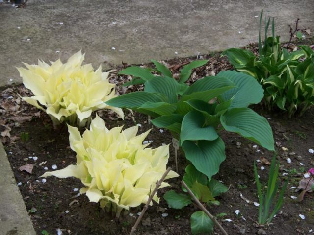 Hosta White Feather (White Feather): photo and description of the variety, reviews