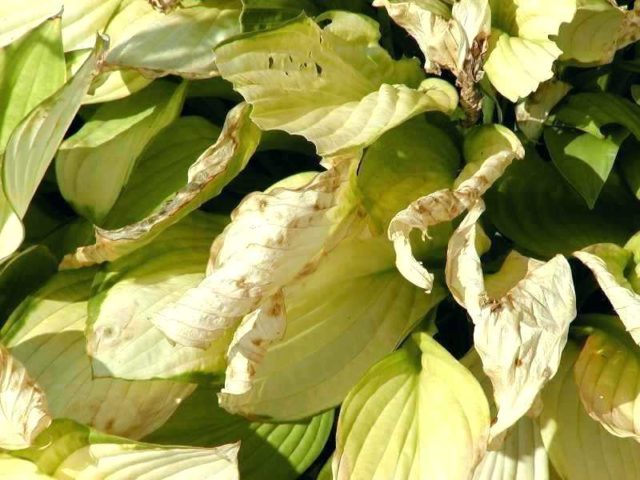 Hosta White Feather (White Feather): photo and description of the variety, reviews