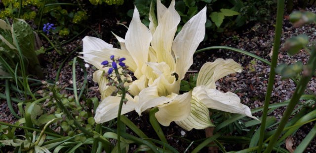 Hosta White Feather (White Feather): photo and description of the variety, reviews