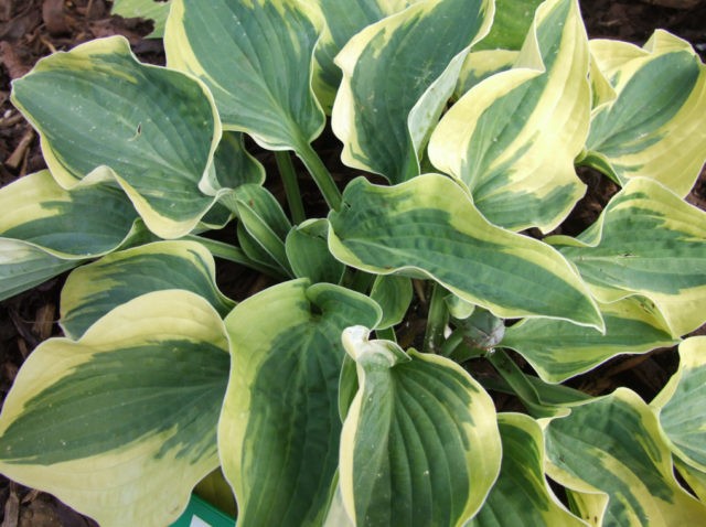 Hosta Wide Brim: photo and variety description