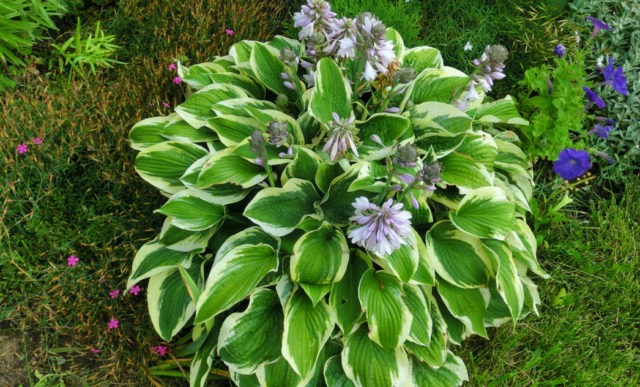 Hosta Wide Brim: photo and variety description