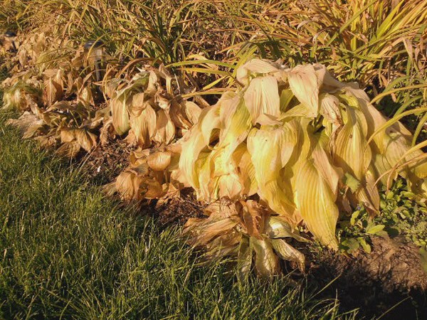 Hosta Wide Brim: photo and variety description