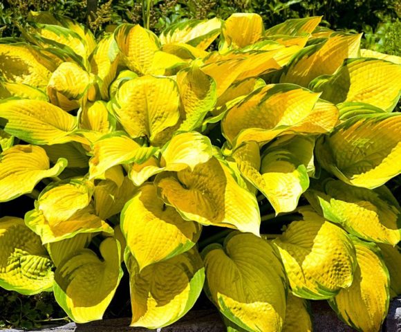 Hosta yellow: varieties and types, photo