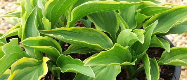 Hosta yellow: varieties and types, photo