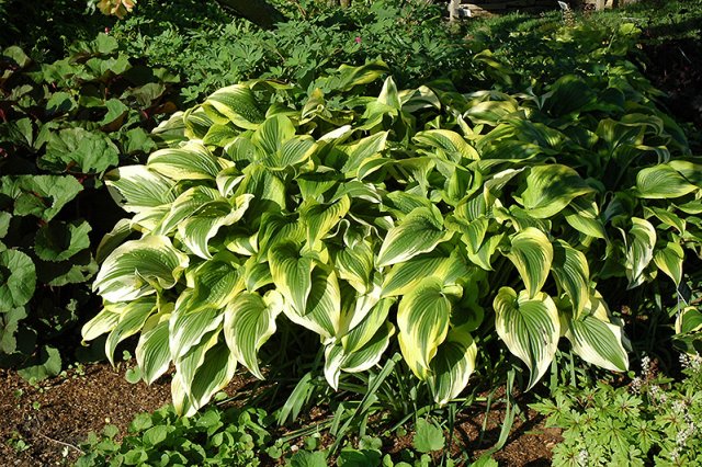 Hosta yellow: varieties and types, photo