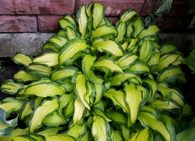 Hosta yellow: varieties and types, photo