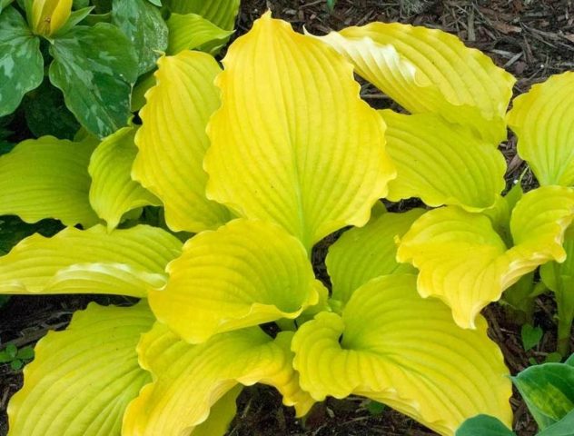 Hosta yellow: varieties and types, photo