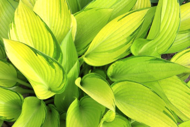 Hosta yellow: varieties and types, photo