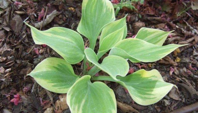 Hosta yellow: varieties and types, photo