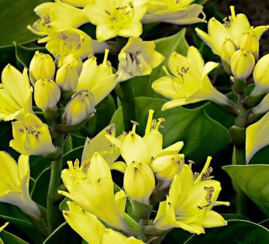 Hosta yellow: varieties and types, photo