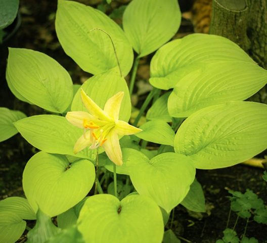 Hosta yellow: varieties and types, photo