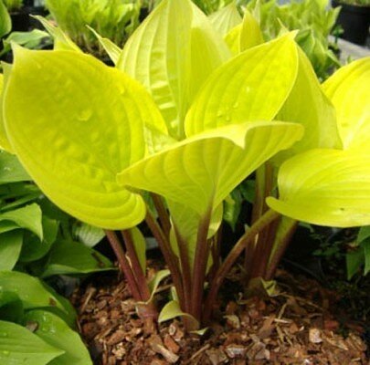 Hosta yellow: varieties and types, photo