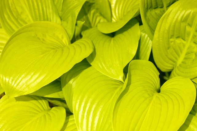 Hosta yellow: varieties and types, photo