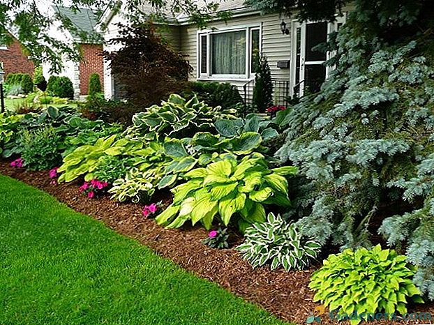 Hosta yellow: varieties and types, photo