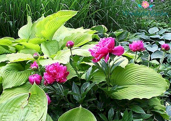 Hosta yellow: varieties and types, photo