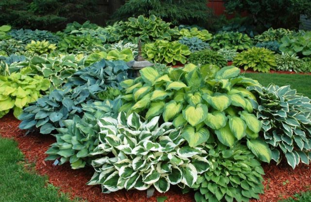 Hosta yellow: varieties and types, photo