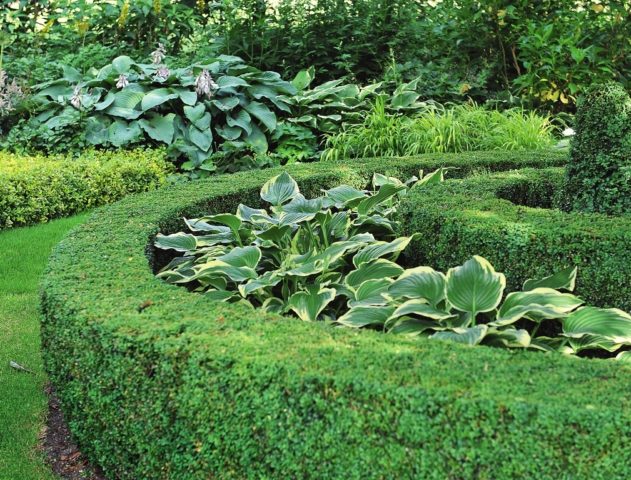 Hosta yellow: varieties and types, photo