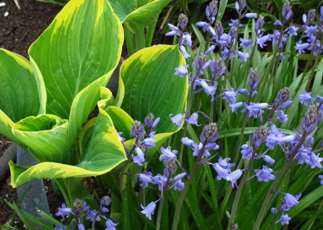 Hosta yellow: varieties and types, photo