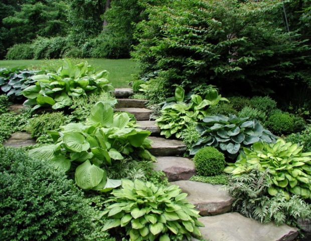 Hosta yellow: varieties and types, photo