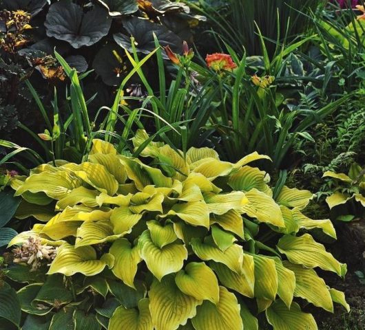 Hosta yellow: varieties and types, photo