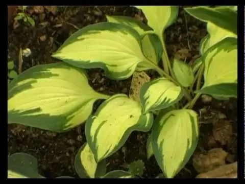 Hosta yellow: varieties and types, photo