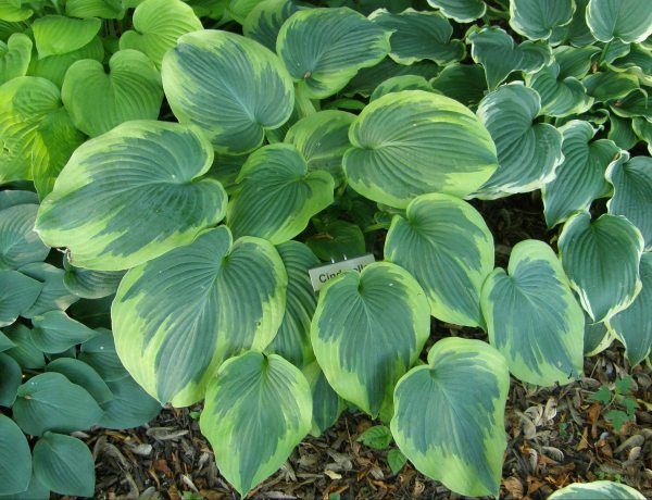 Hosta yellow: varieties and types, photo