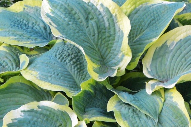 Hosta yellow: varieties and types, photo