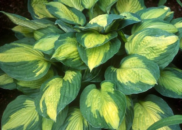 Hosta yellow: varieties and types, photo