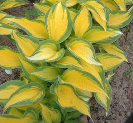 Hosta yellow: varieties and types, photo