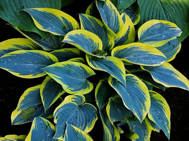 Hosta yellow: varieties and types, photo