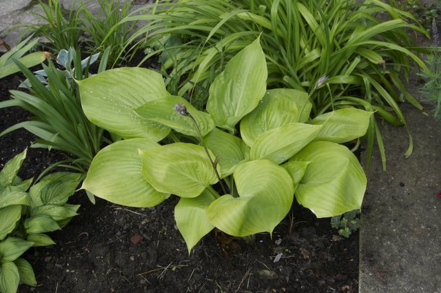 Hosta yellow: varieties and types, photo