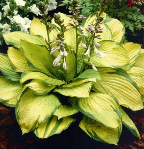 Hosta yellow: varieties and types, photo